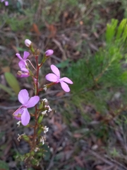 Stylidium lineare