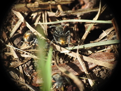 Polyrhachis vermiculosa