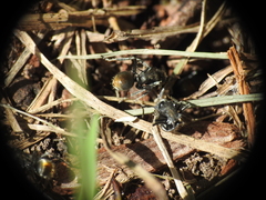 Polyrhachis vermiculosa