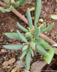Sesuvium hydaspicum