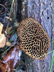 Hexagonia vesparia