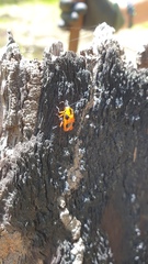 Chariderma pulchella