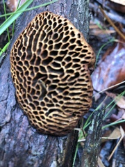 Hexagonia vesparia