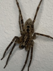 Zoropsis spinimana