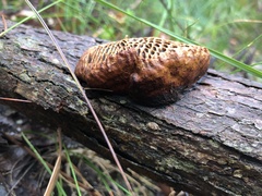 Hexagonia vesparia