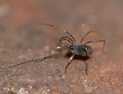 Hesperonemastoma packardi