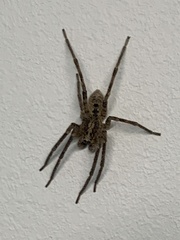 Zoropsis spinimana
