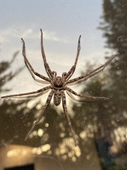 Heteropoda jugulans
