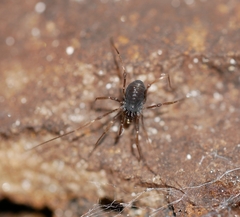 Hesperonemastoma packardi