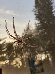 Heteropoda jugulans