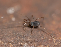 Hesperonemastoma packardi