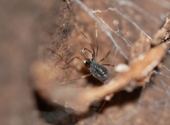 Hesperonemastoma packardi