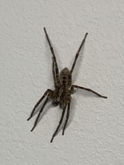 Zoropsis spinimana