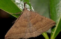 Pechipogo plumigeralis