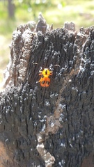 Chariderma pulchella