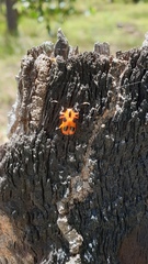 Chariderma pulchella