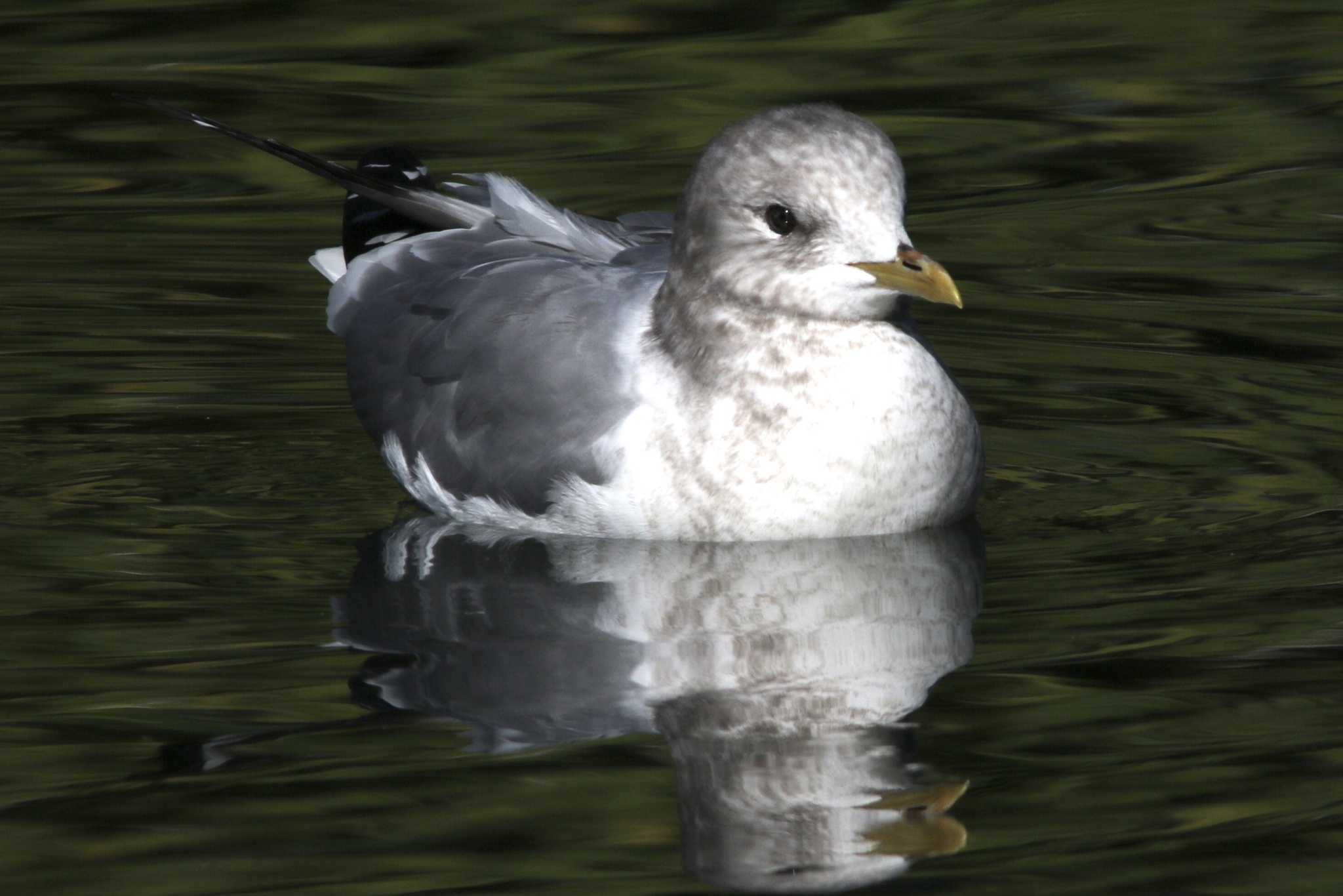 Short-billed Gull