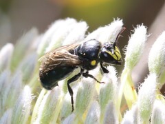 Hylaeus alcyoneus