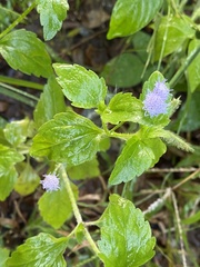 Praxelis clematidea