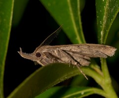 Pechipogo plumigeralis