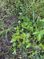Praxelis clematidea