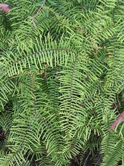 Gleichenia dicarpa