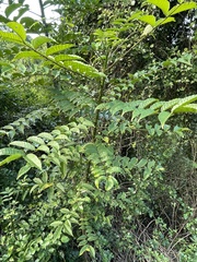 Zanthoxylum caribaeum