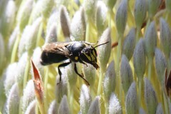 Hylaeus alcyoneus