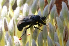 Hylaeus alcyoneus