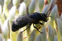 Hylaeus alcyoneus