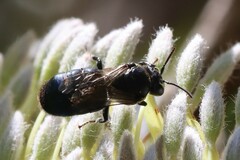 Hylaeus alcyoneus