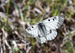 Parnassius mnemosyne