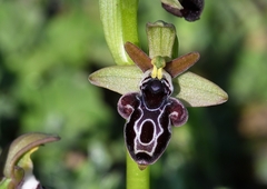 Ophrys kotschyi