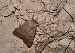 Standfussiana dalmata