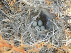 Linaria flavirostris