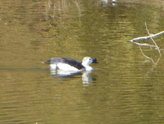 Sarkidiornis melanotos