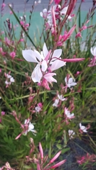 Gaura