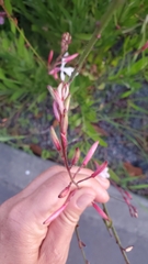 Gaura