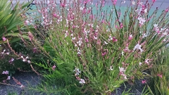Gaura
