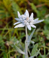Leontopodium ochroleucum
