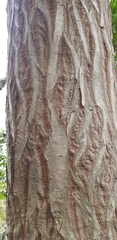 Carpinus tschonoskii