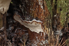 Heterobasidion annosum