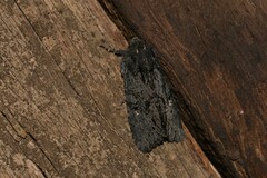 Neumichtis nigerrima