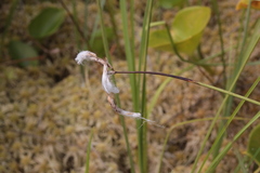 Eriophorum gracile