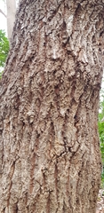 Quercus acutissima