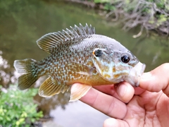 Lepomis gibbosus × cyanellus