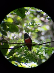 Trogon elegans