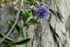 Veronica allionii