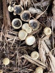 Cyathus striatus