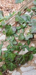 Hedera rhombea